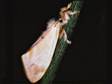 Hemerophanes libyra